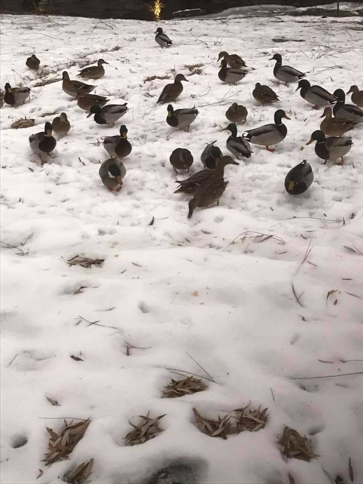 15665808_10207572802093152_1367418255091727307_n-2